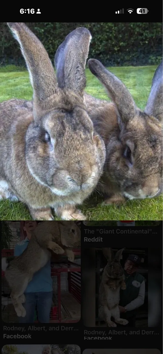 Whanted : continental giant or Flemish rabbit