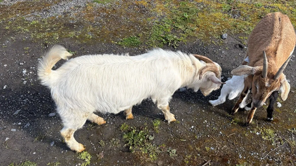 Nanny, Buck, Kids and Castrated Males for Sale - Image 1