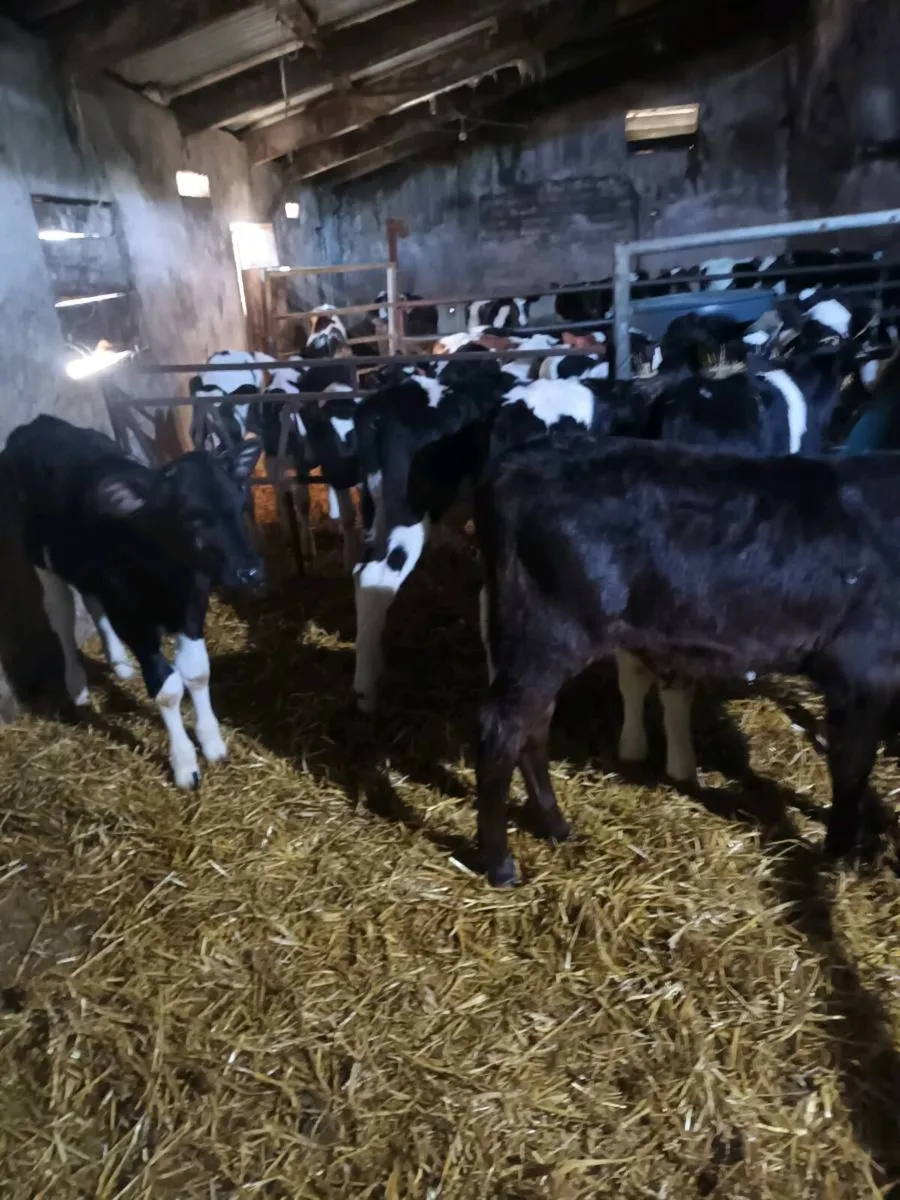 Friesan bull calves - Image 1