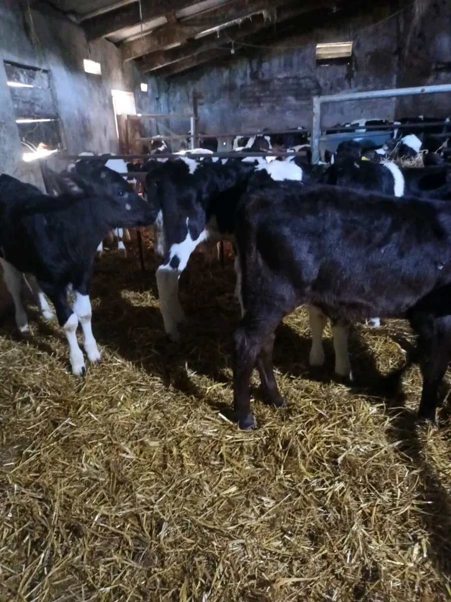 Friesan bull calves - Image 2