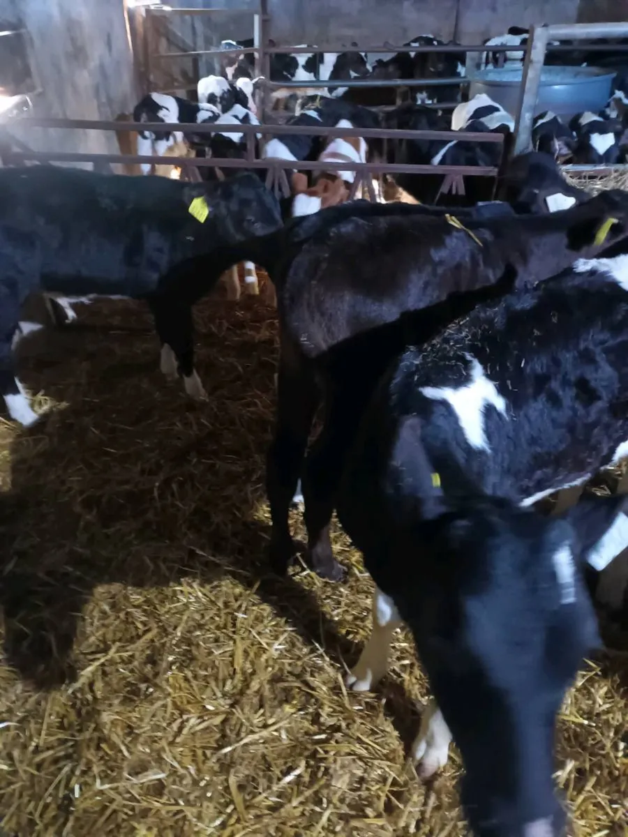 Friesan bull calves - Image 3