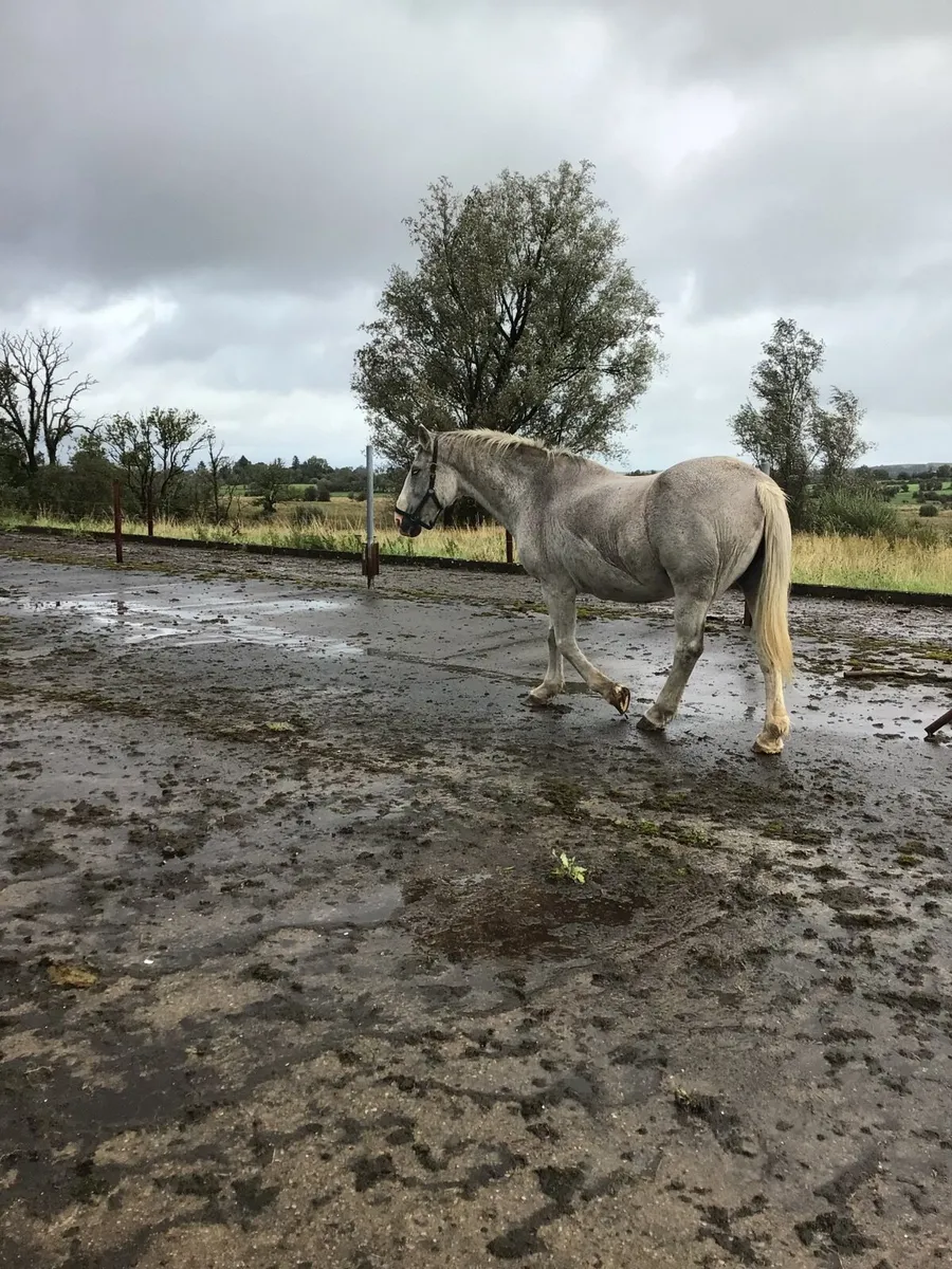 Registered Draught Mare FOR SALE *** - Image 3