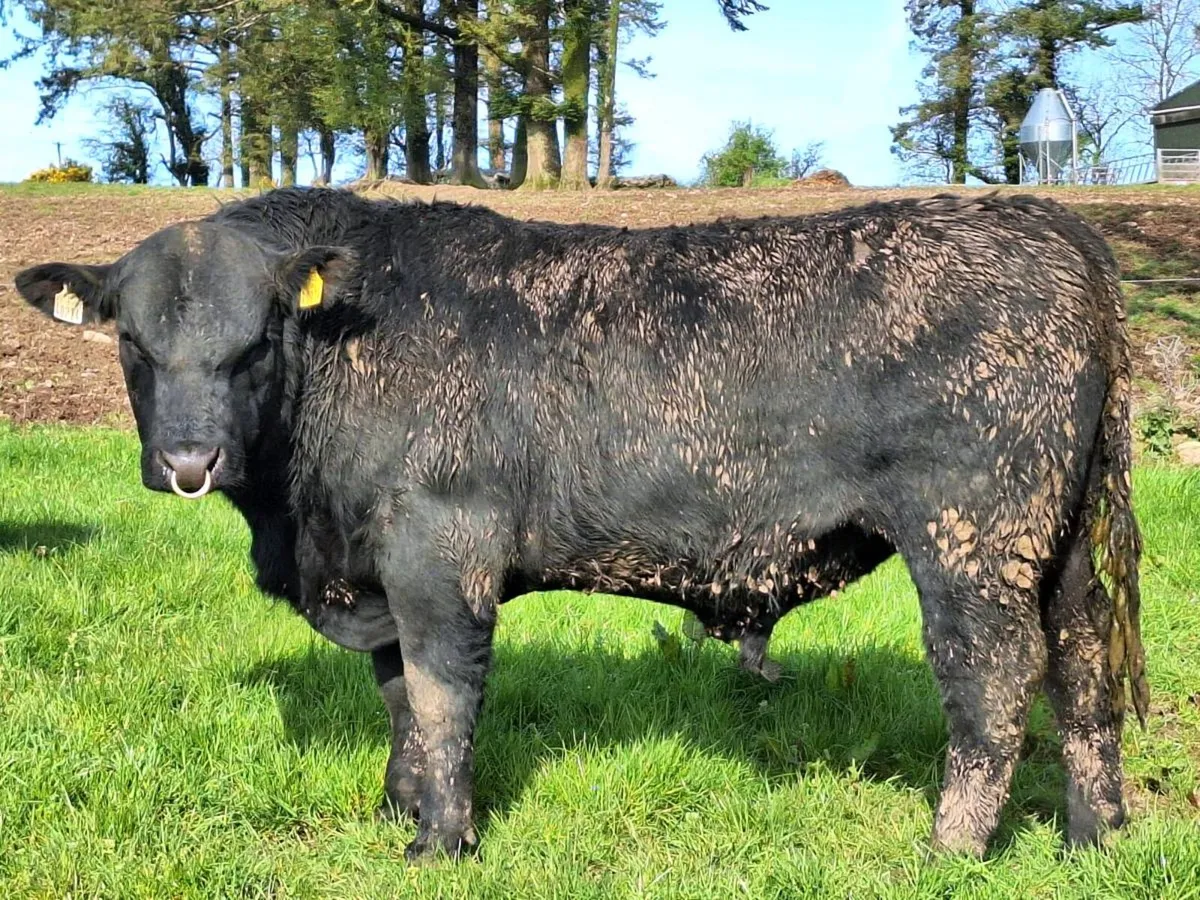 Angus Bulls - Image 1