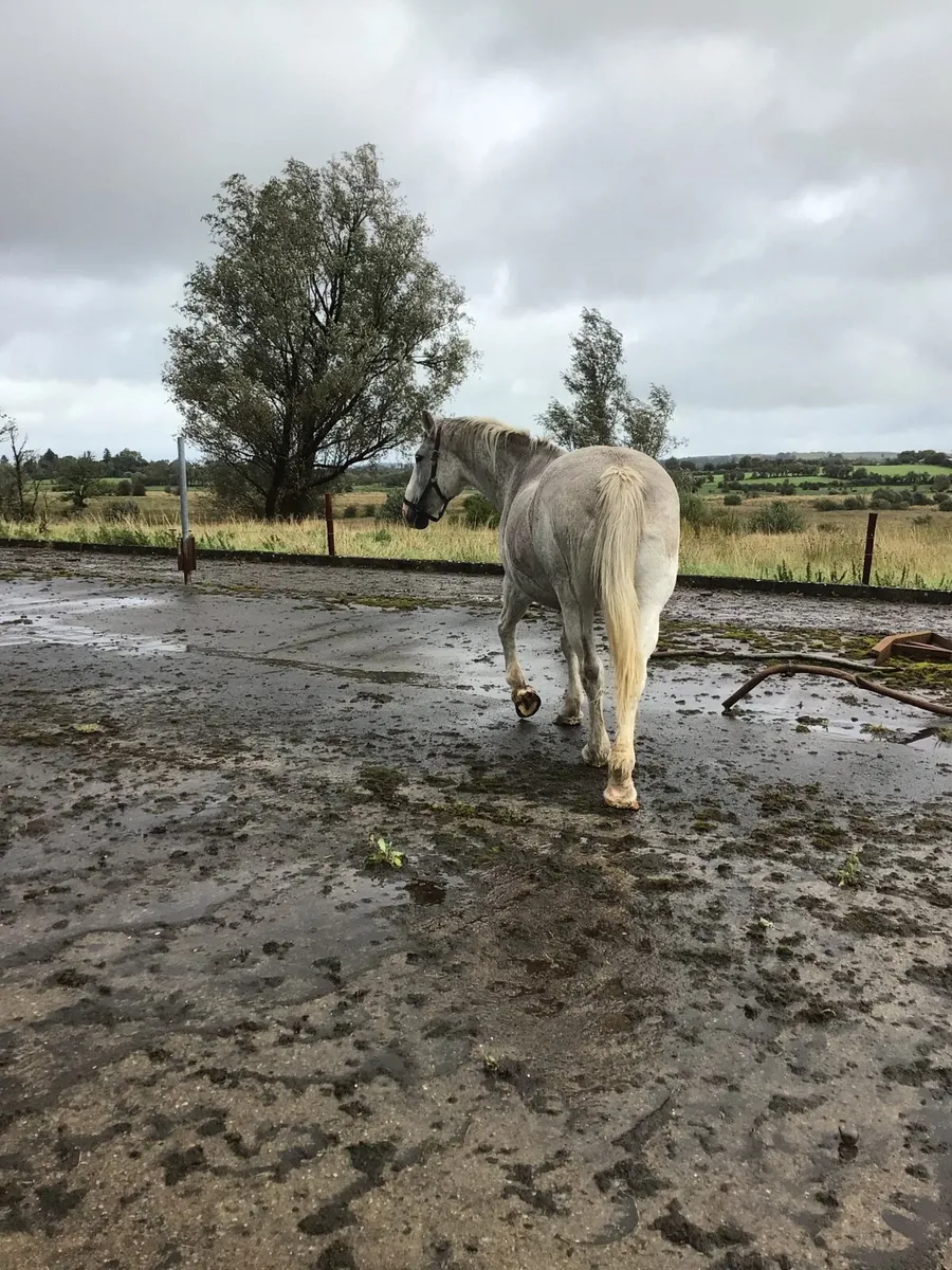 Registered Draught Mare FOR SALE *** - Image 4