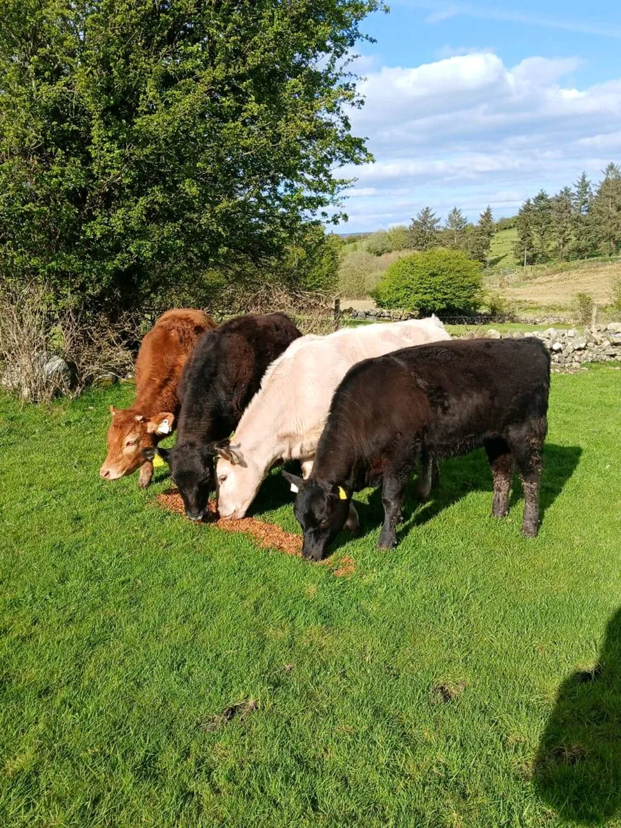 **FIVE HEIFERS ** - Image 1