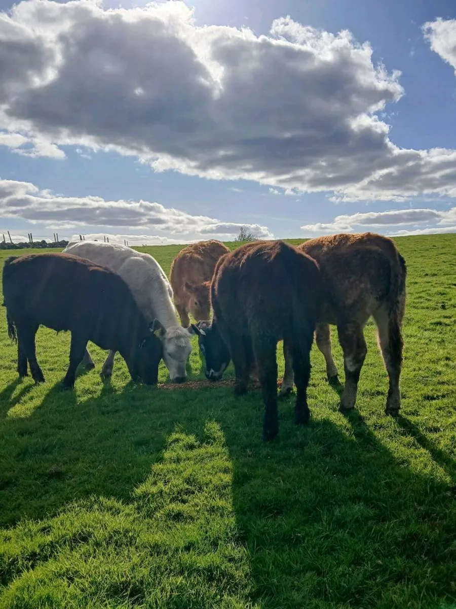 **FIVE HEIFERS ** - Image 4