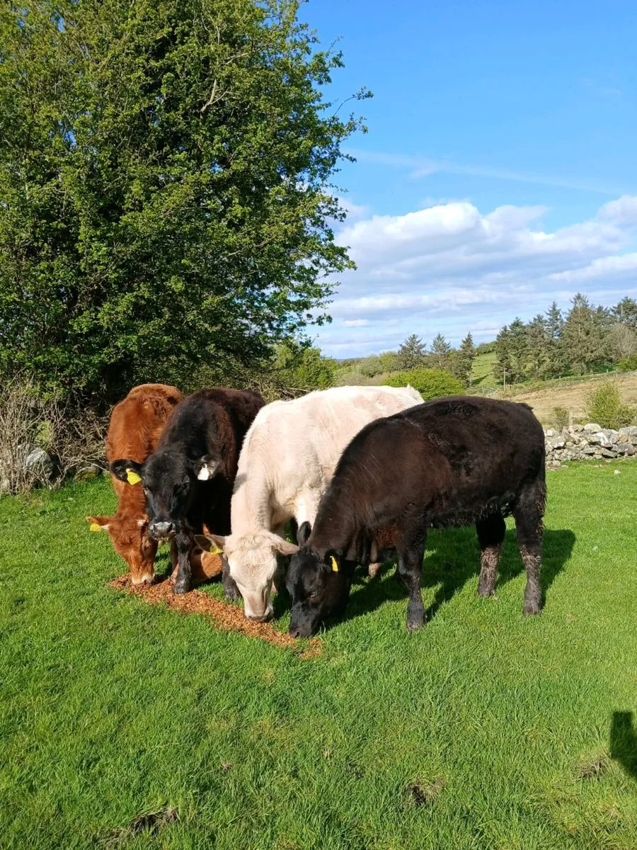 **FIVE HEIFERS ** - Image 3