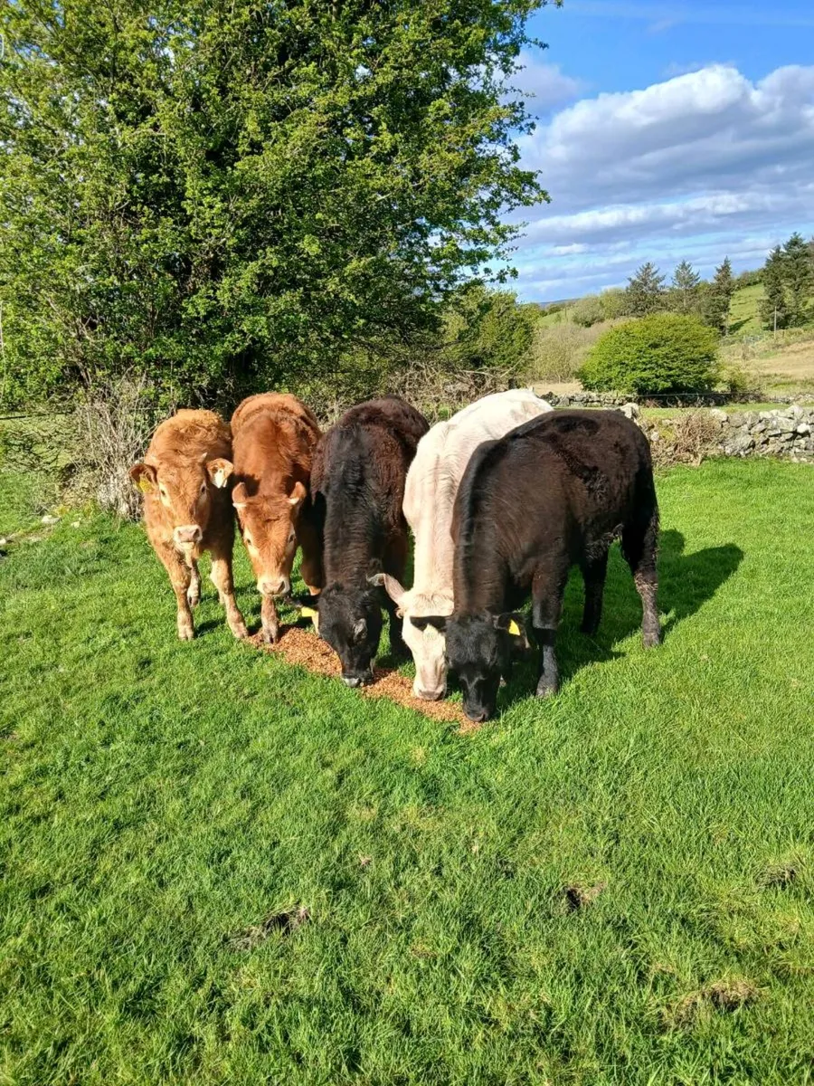 **FIVE HEIFERS ** - Image 2
