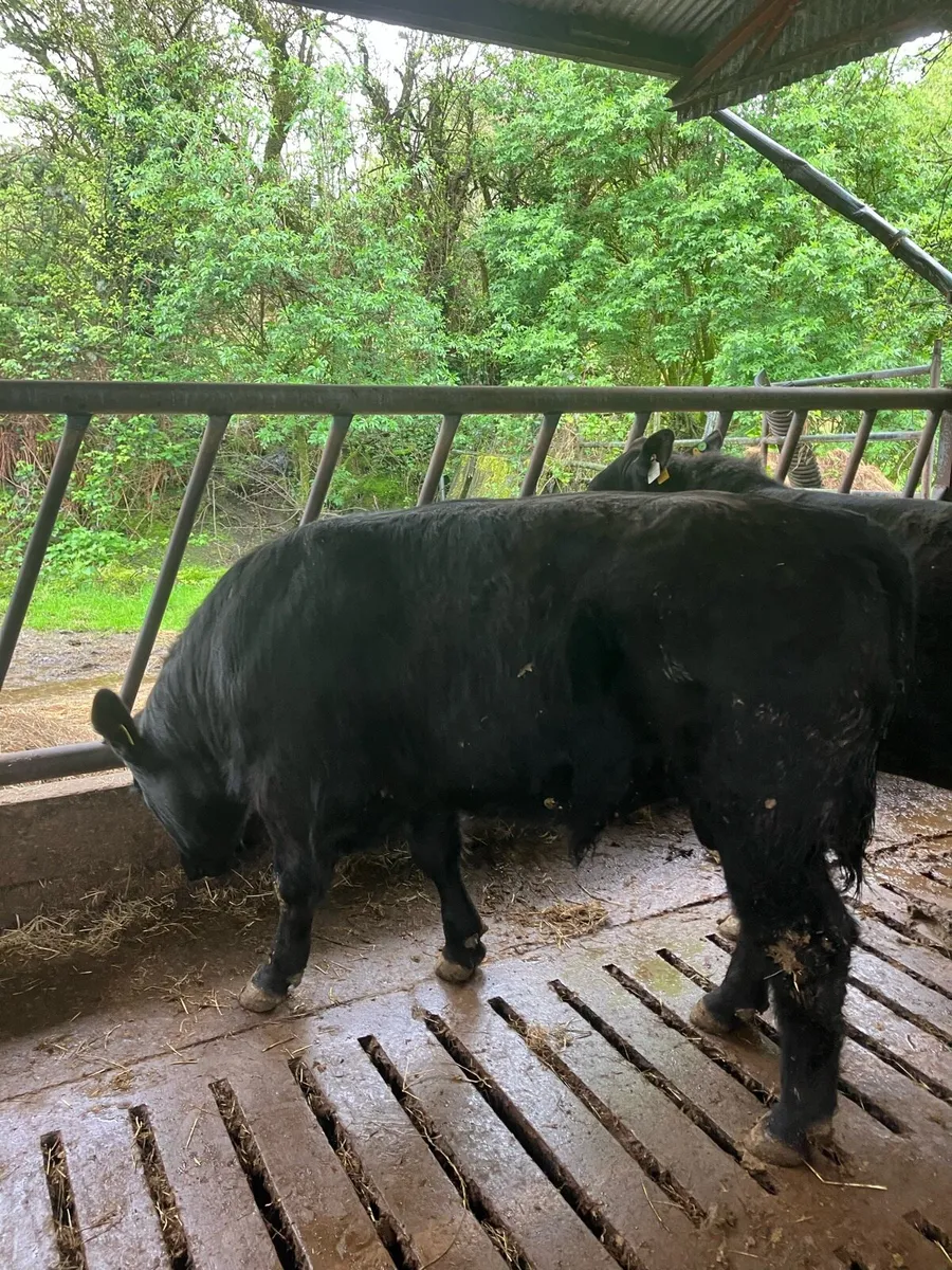 Pbr Angus bulls - Image 4