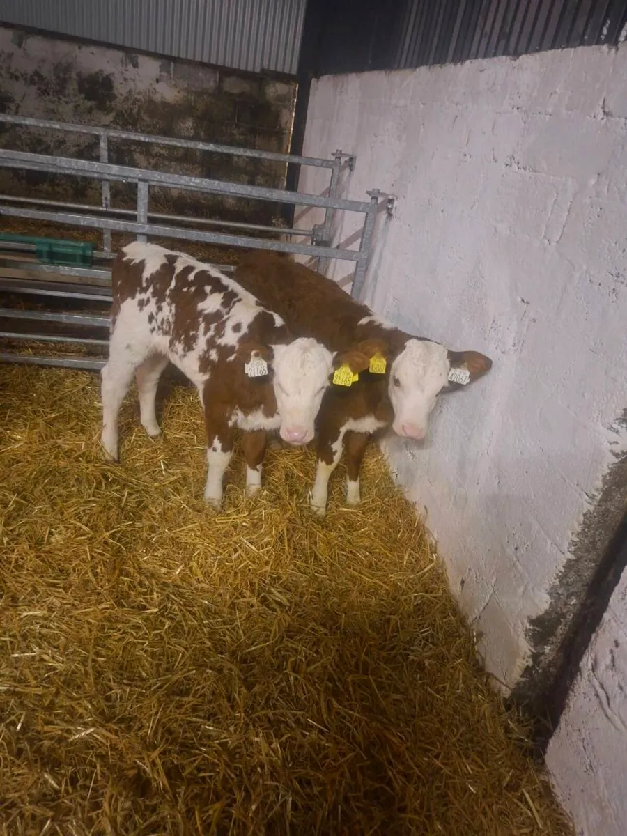 Top quality calves - Image 2