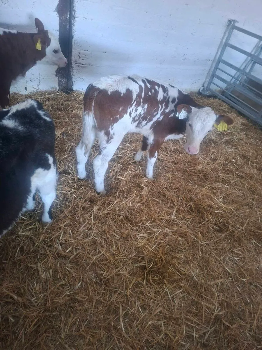 Top quality calves - Image 3