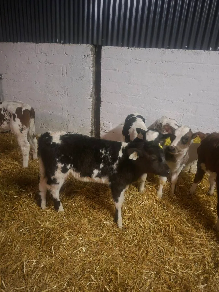 Top quality calves - Image 4