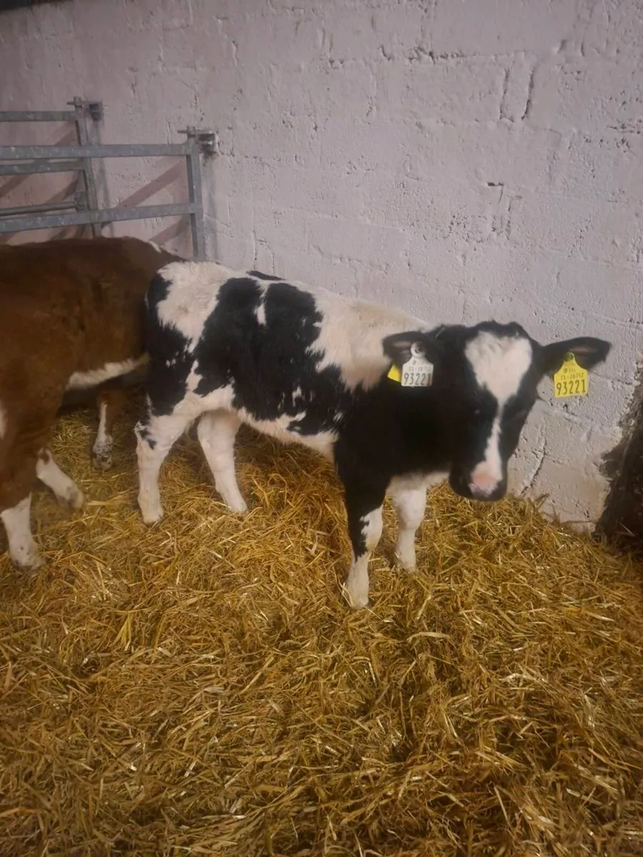 Top quality calves - Image 1