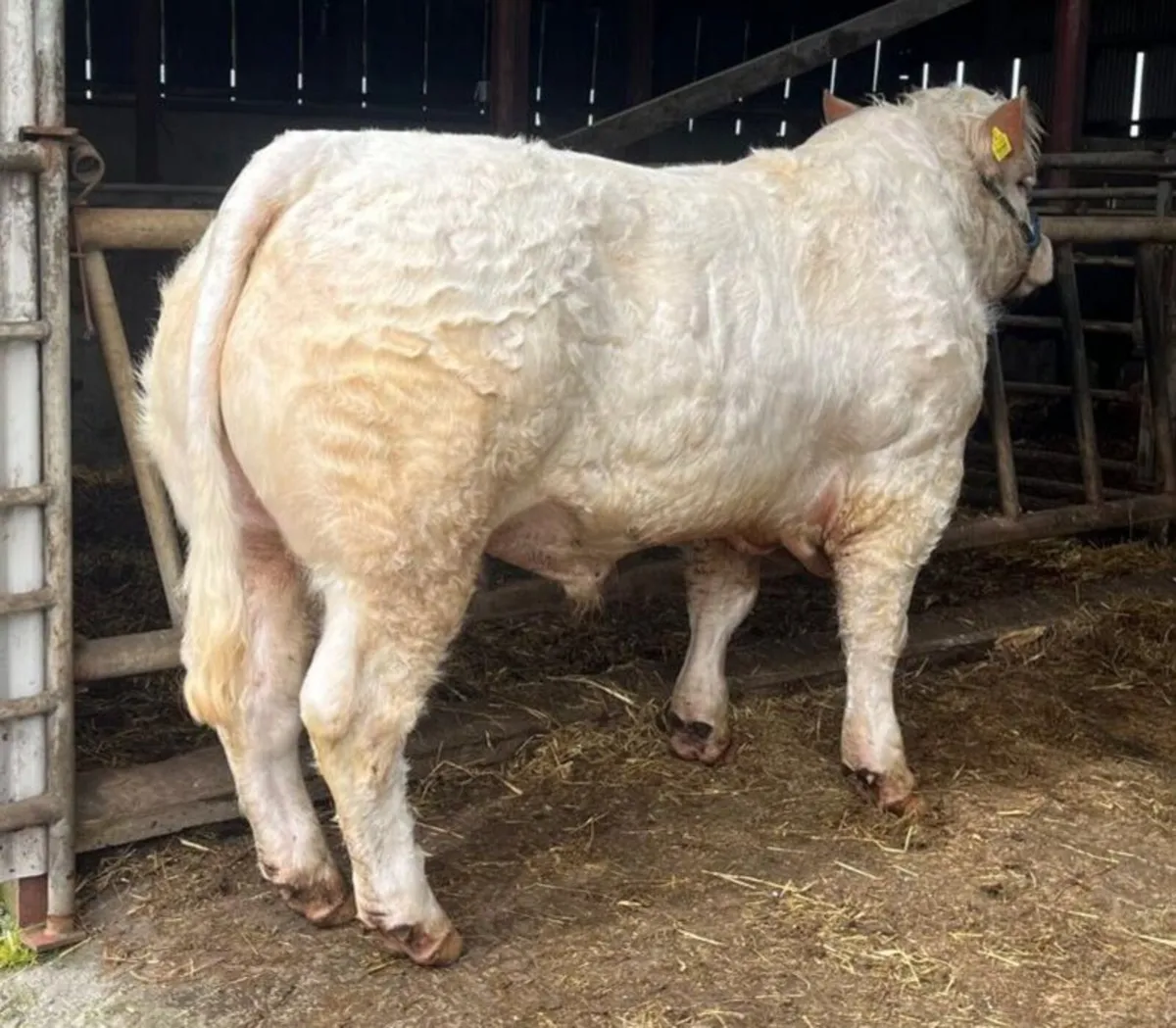 Lot 62 & 84 Charolais bull sale Tullamore - Image 1