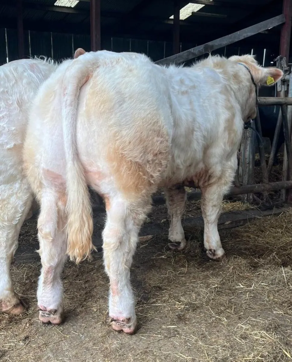 Lot 62 & 84 Charolais bull sale Tullamore - Image 3