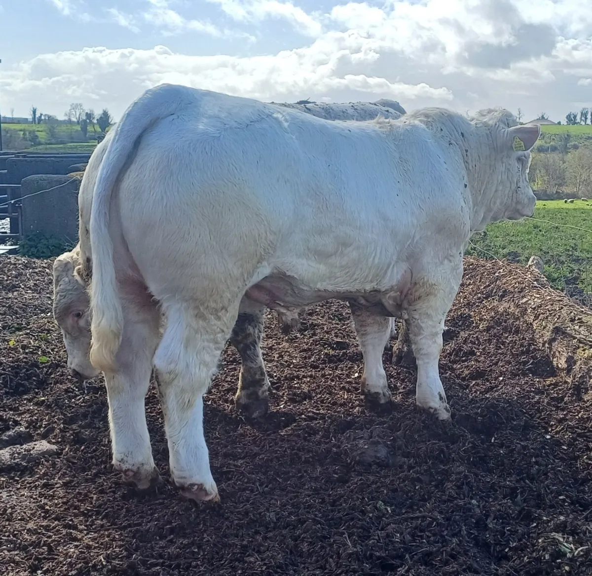 Lot 62 & 84 Charolais bull sale Tullamore - Image 2