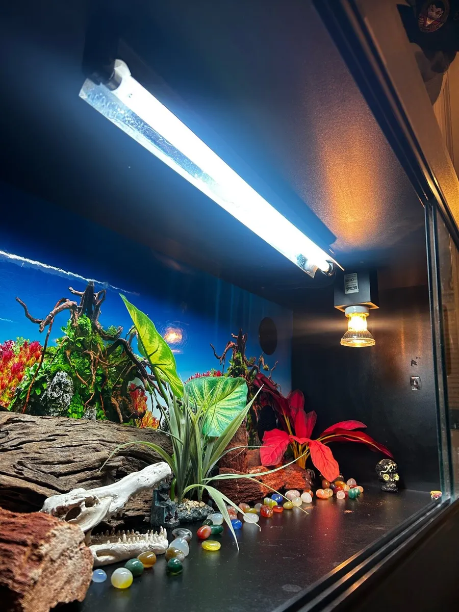 Reptile Vivarium - Image 2