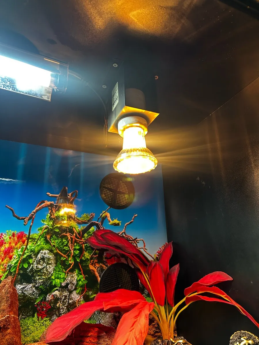 Reptile Vivarium - Image 3