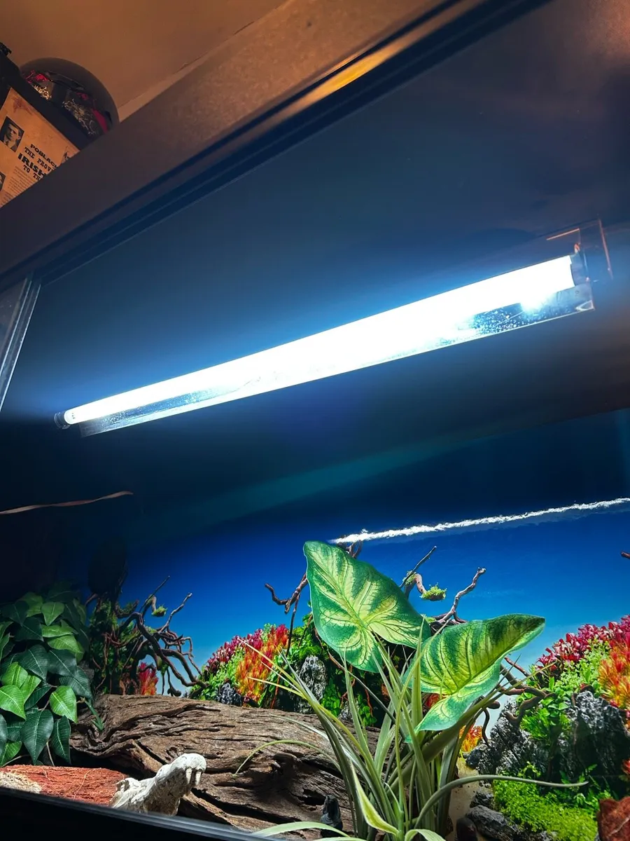 Reptile Vivarium - Image 4