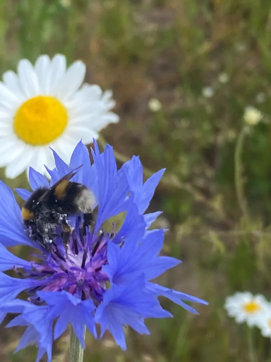 Cornflower seed - Image 2