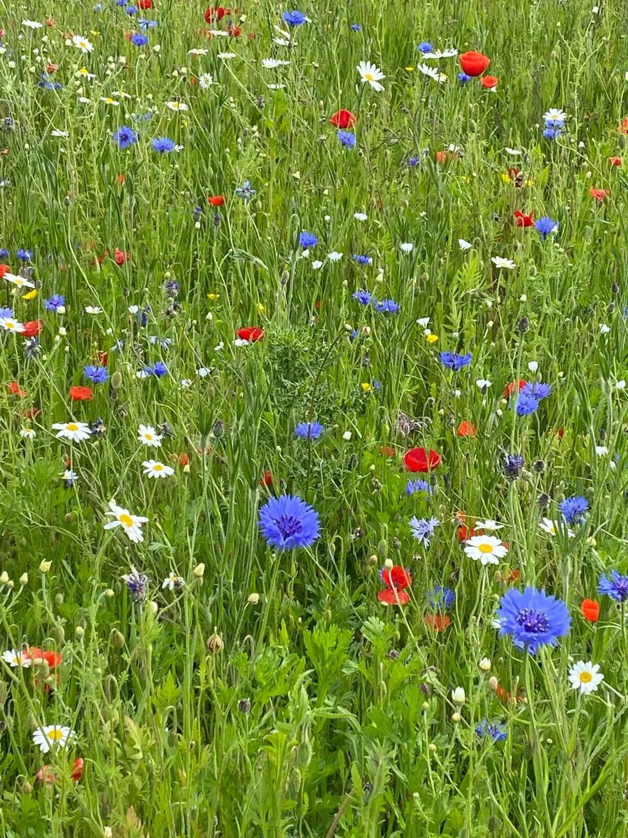 Cornflower seed - Image 3