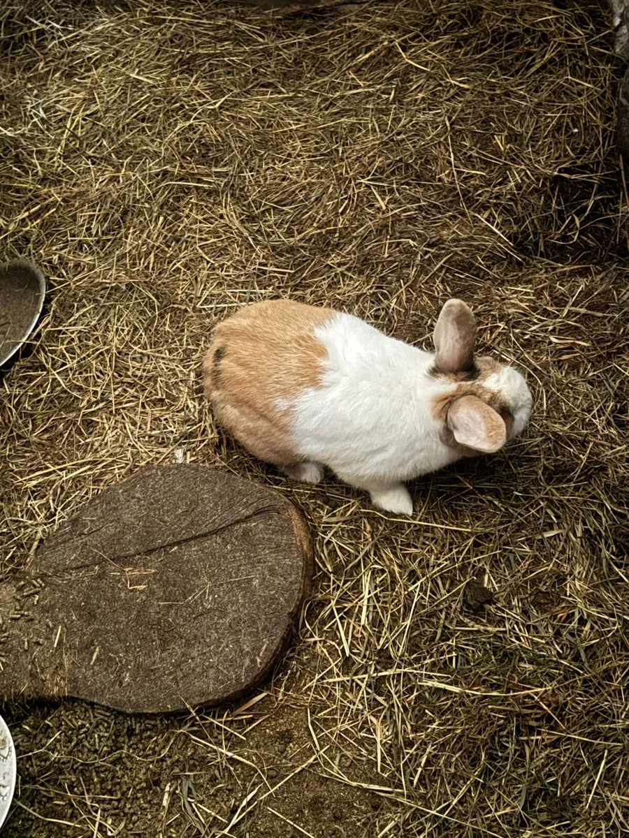 Rabbits - Image 1