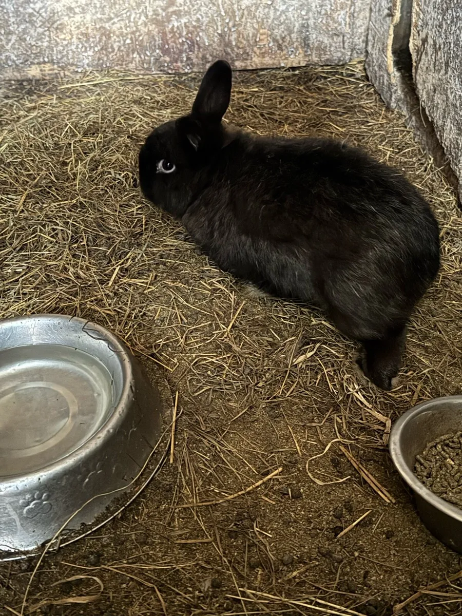 Rabbits - Image 2