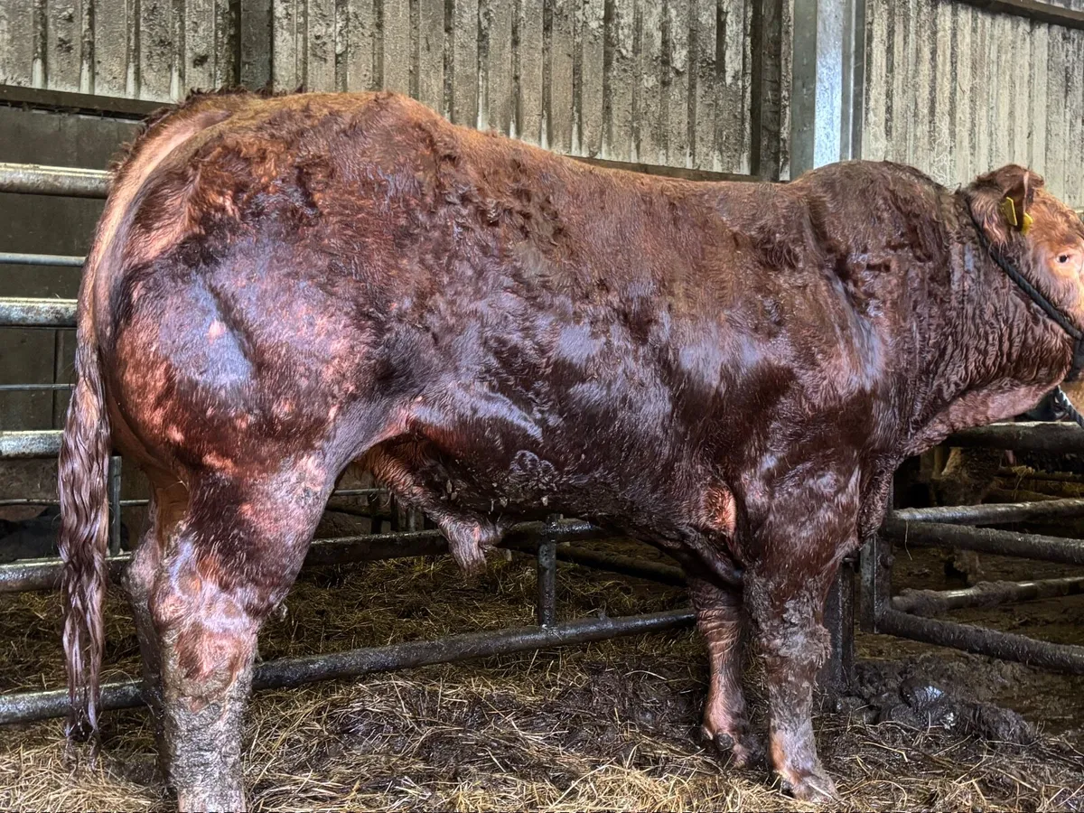 Pedigree limousine 💥Manorhamilton mart 20/4/26 - Image 3