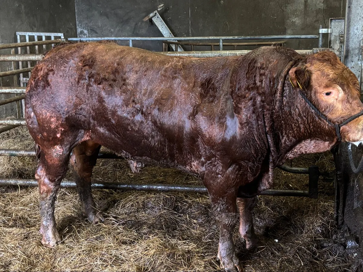 Pedigree limousine 💥Manorhamilton mart 20/4/26 - Image 1