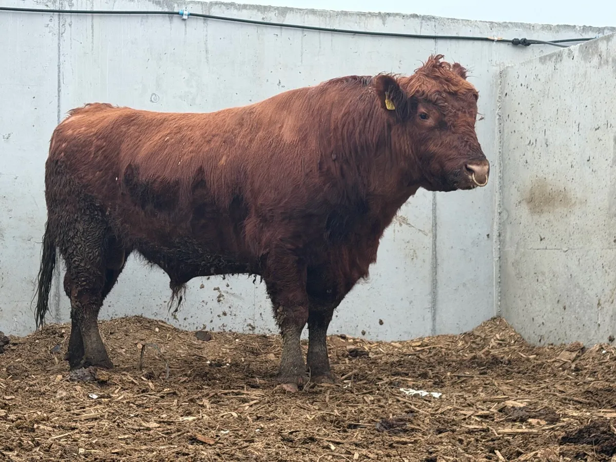 8 Pedigree Red Angus Bulls - Image 2
