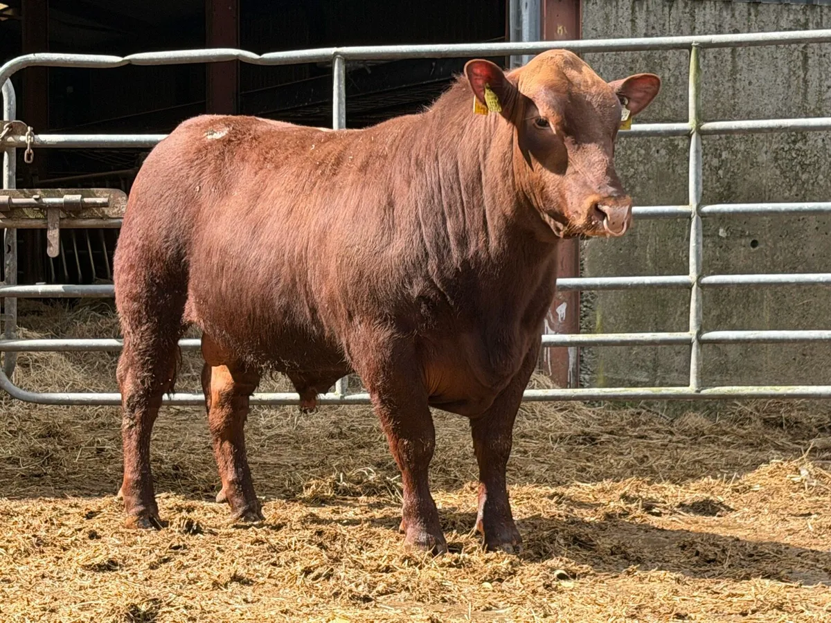 8 Pedigree Red Angus Bulls - Image 3