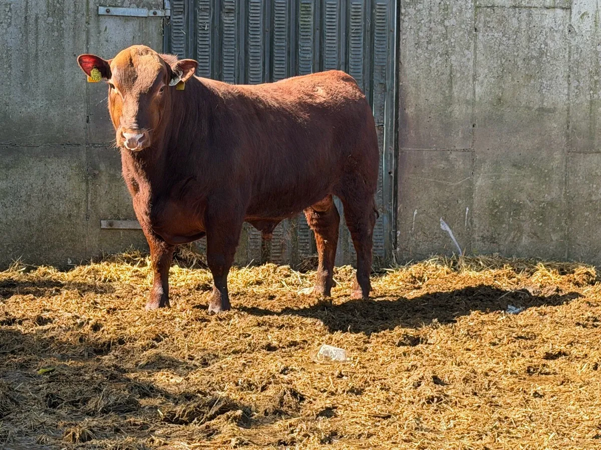 8 Pedigree Red Angus Bulls - Image 4