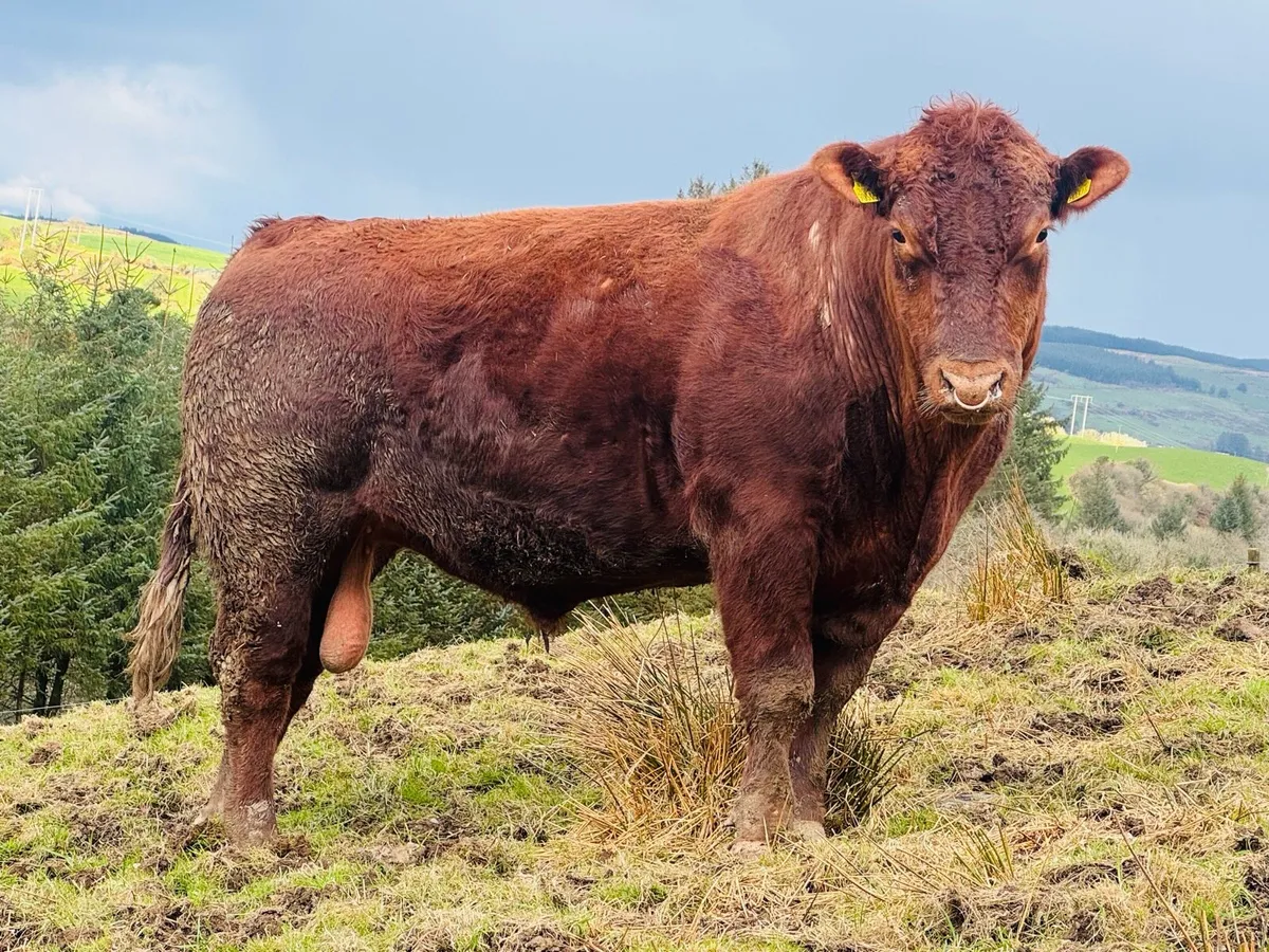 8 Pedigree Red Angus Bulls - Image 1