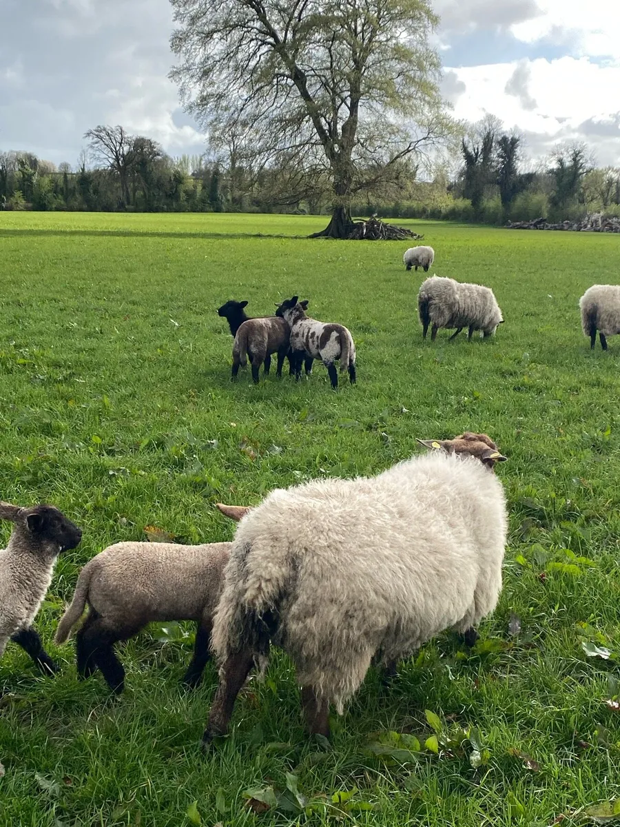Ewes with lambs at foot - Image 2