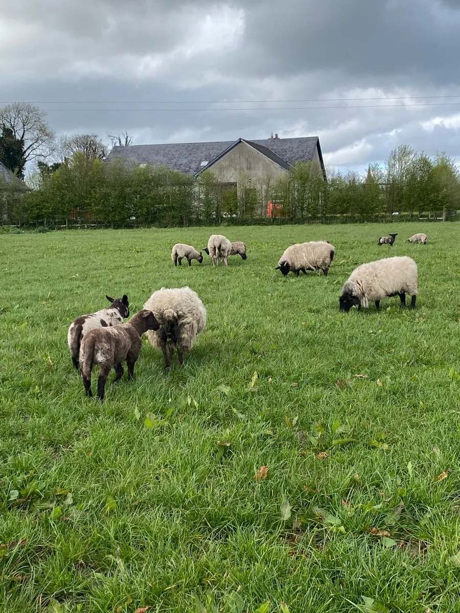 Ewes with lambs at foot - Image 3