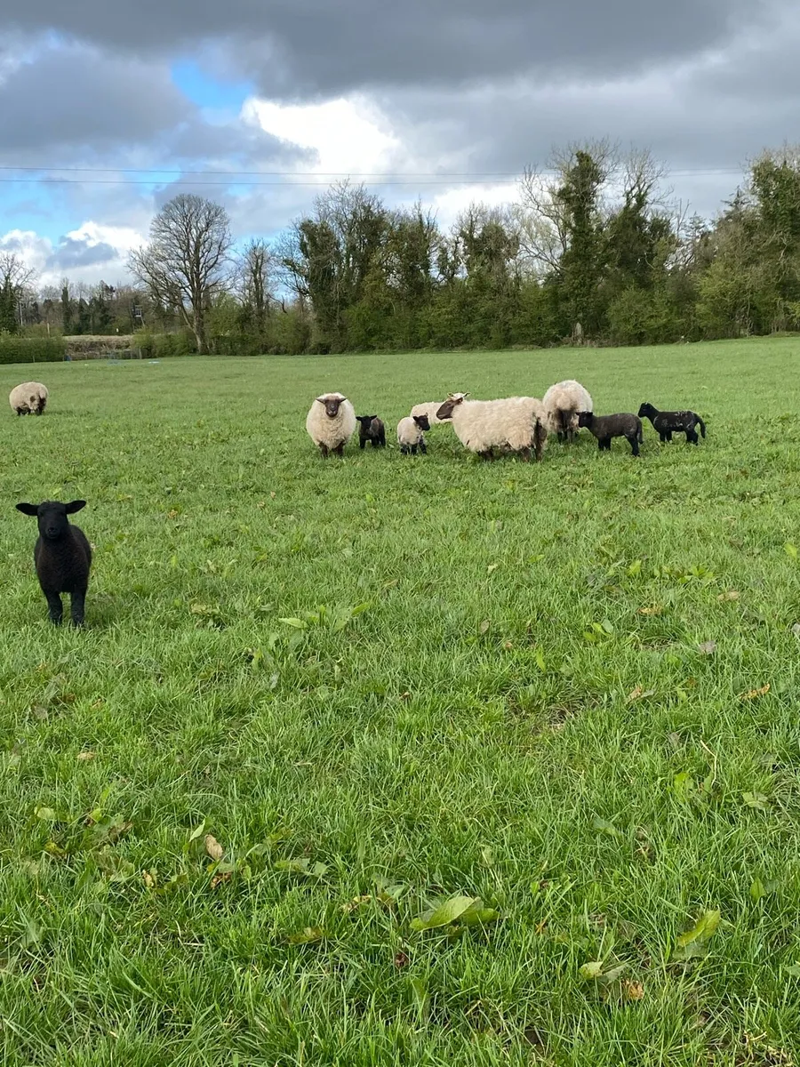 Ewes with lambs at foot - Image 4