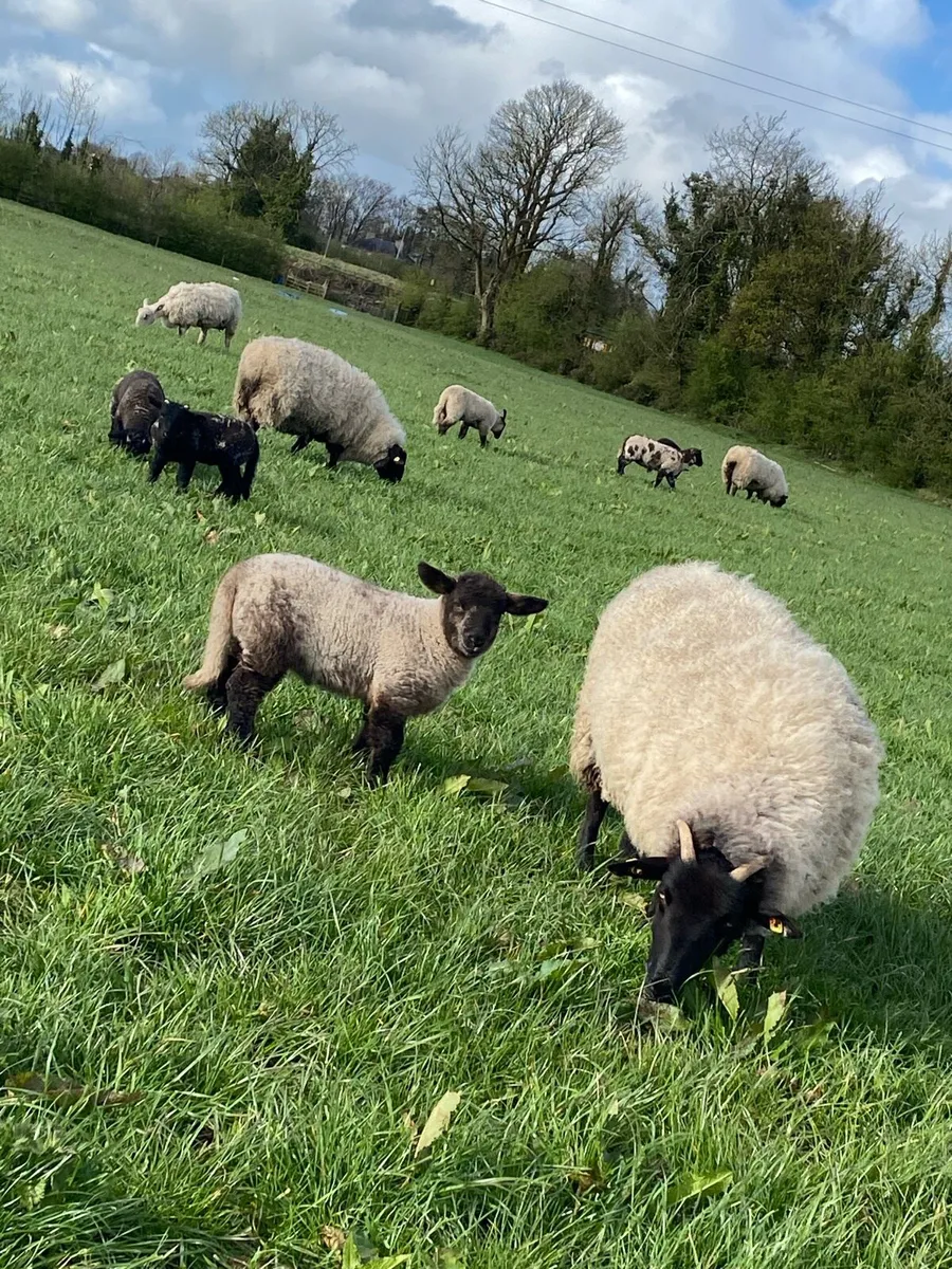 Ewes with lambs at foot - Image 1
