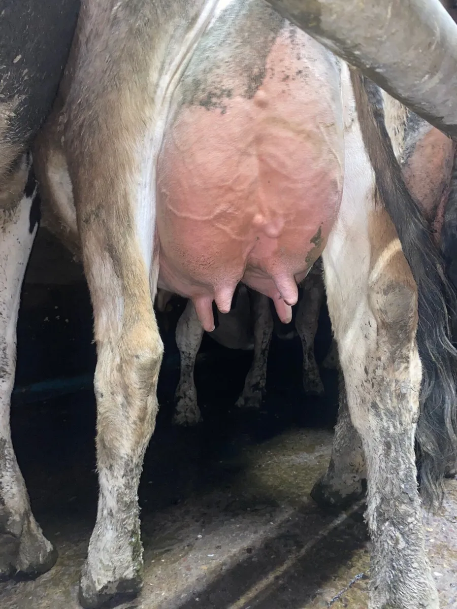 Pedigree Registered Jersey Cows/Heifers - Image 1