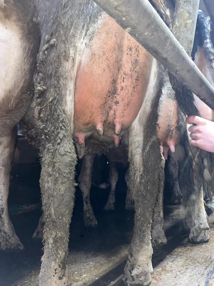 Pedigree Registered Jersey Cows/Heifers - Image 2