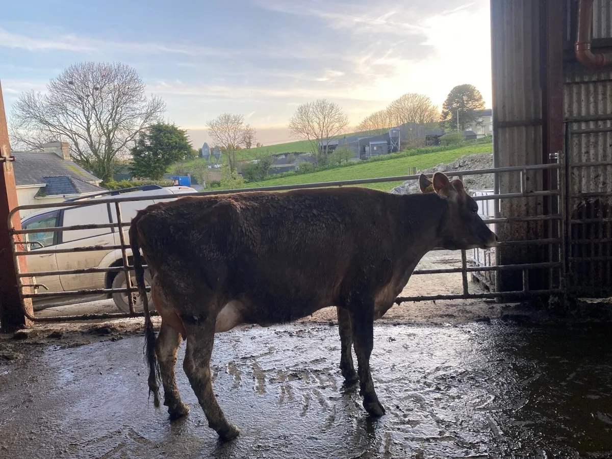 Pedigree Registered Jersey Cows/Heifers - Image 3