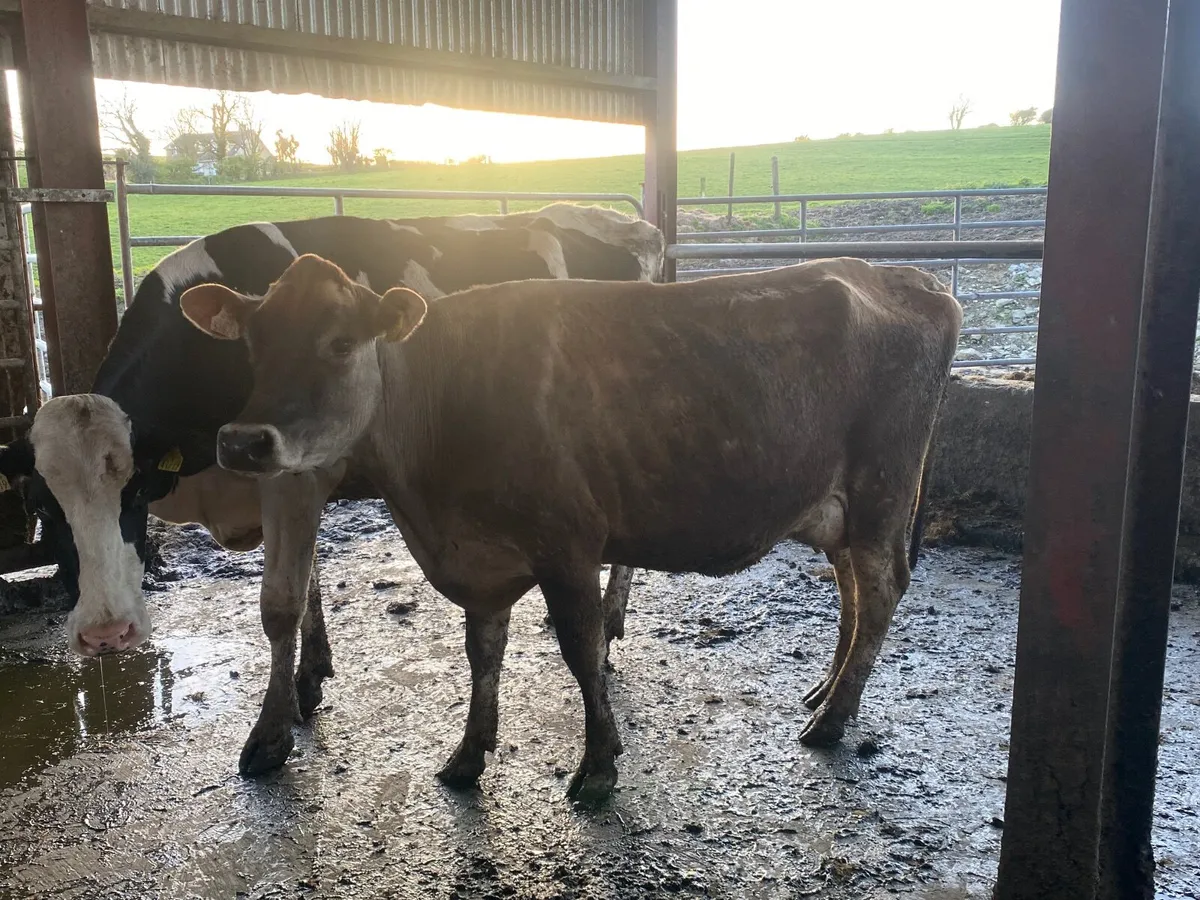 Pedigree Registered Jersey Cows/Heifers - Image 4