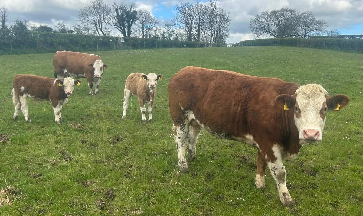 Pedigree Simmental Cows and calf’s - Image 1