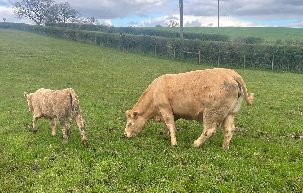 Pedigree Simmental Cows and calf’s - Image 4