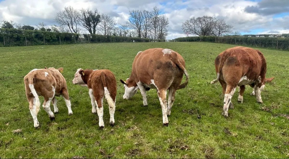 Pedigree Simmental Cows and calf’s - Image 2