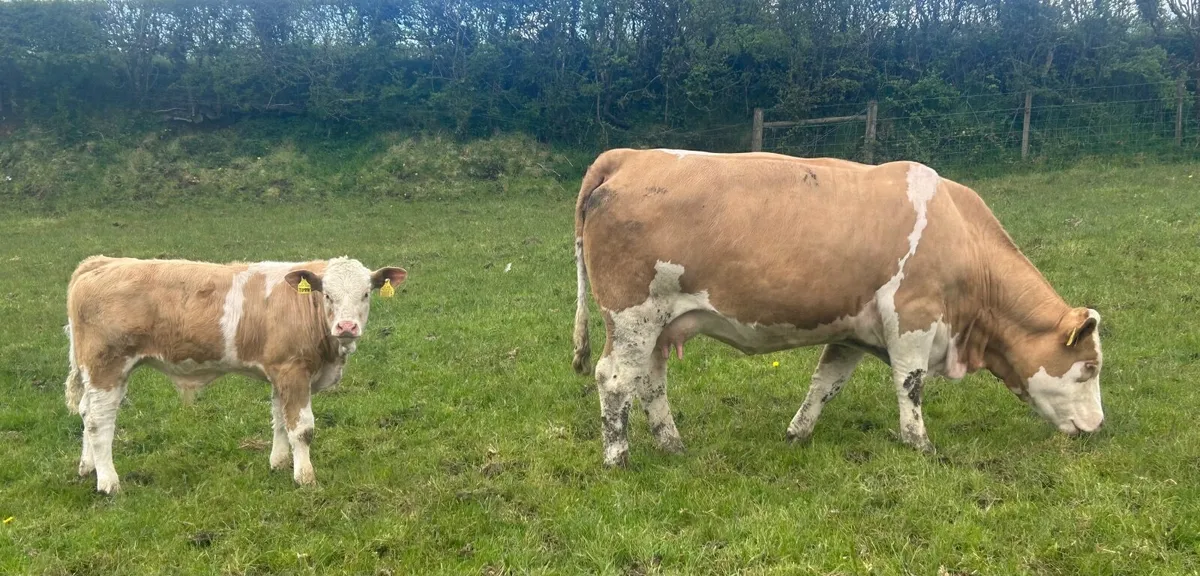 Pedigree Simmental Cows and calf’s - Image 3