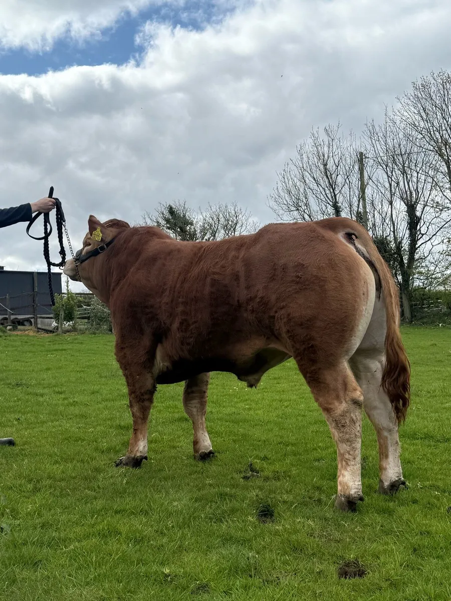 Lot 30 Roscrea Premier Limousin Sale - Image 2
