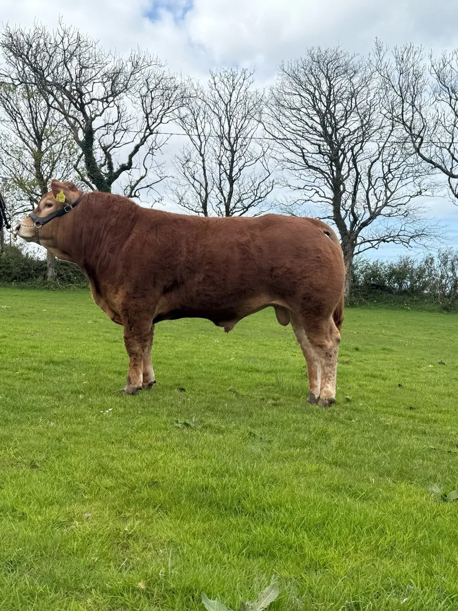 Lot 30 Roscrea Premier Limousin Sale - Image 3