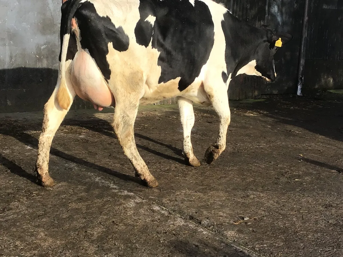 Dairy cattle - Image 1