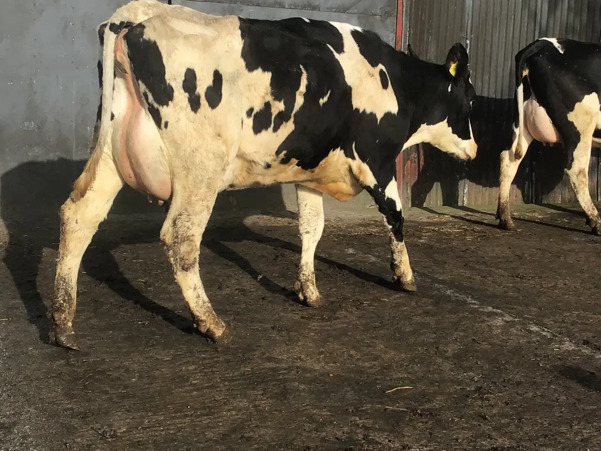 Dairy cattle - Image 2