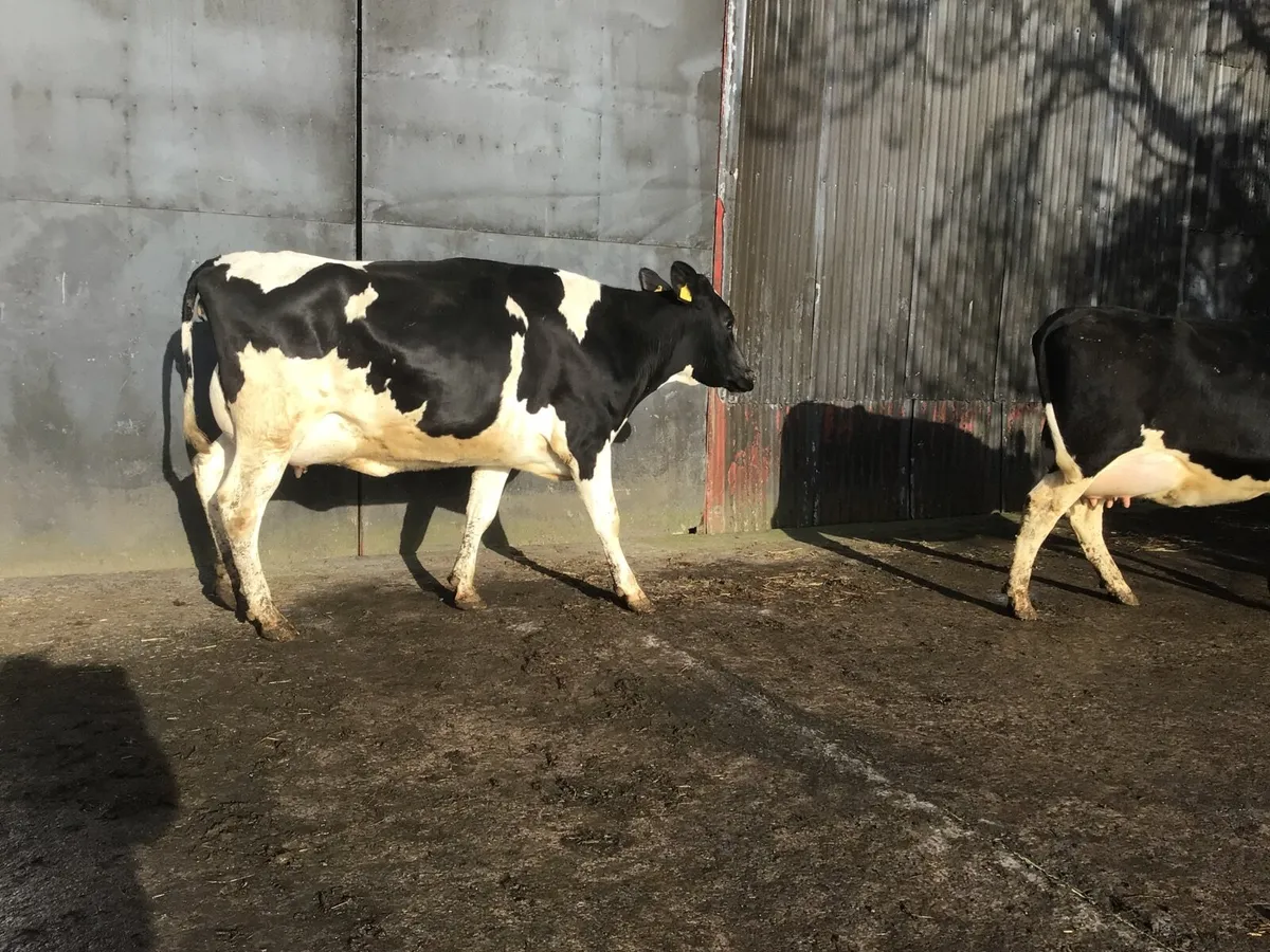 Dairy cattle - Image 3